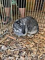 A grey Holland lop rabbit