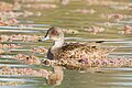 The lakes are important for grey teals