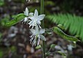 Beesia deltophylla