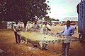 Pelle di coccodrillo da caccia autorizzata a Makongolosi