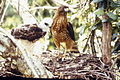 Guaragüao de bosque (Buteo platypterus brunnescens) Endangered