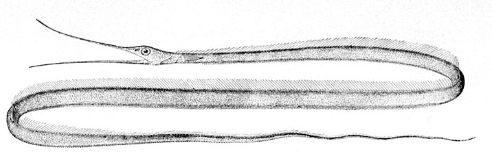 Slender snipe eel