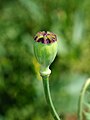 Opium poppy fruit (part 3 of a 3-part set)