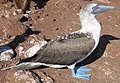 Image 29Blue-footed booby (from Galápagos Islands)