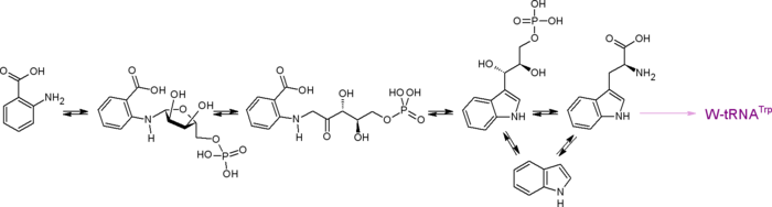 Путь биосинтеза протеиногенной аминокислоты триптофана