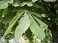 Blätter einer Rosskastanie (Aesculus hippocastanum), mit je fünf sitzenden Blättchen.