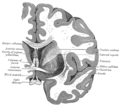 Cross-section of the brain showing the septum pellucidum sitting between the two lateral ventricles, and beneath the corpus callosum