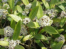 Skimmia japonica