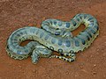 Eunectes type species; the green anaconda (E. murinus)