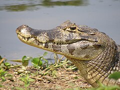 Tête de jacara à Piuval - Pantanal (Brésil)