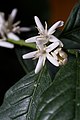 Coffea arabica blossom gullari