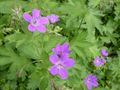 Geranium sylvaticum