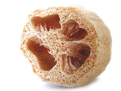 Luffa aegyptiaca, a esponja vegetal, corte transversal do fruto maduro (exocarpo e sementes removidos).