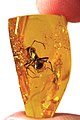Image 75Ant trapped in Baltic amber, by Baltic-amber-beetle (edited by AmericanXplorer13) (from Wikipedia:Featured pictures/Sciences/Geology)