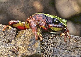 Atelopus arthuri