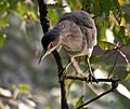 Burung Puchong Kuak dengan pelepah dewasa, Kolkata, Bengal Barat, India.