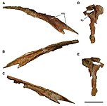 Nasal and lacrimal of C. saharicus