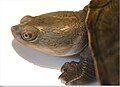 Chelodina oblonga niclos v testudines org 003 002 ful