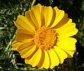 Glebionis coronaria