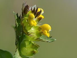 Rhinanthus minor, infloresko