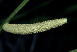 Acorus calamus