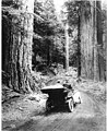 Image 34First-growth or virgin forest near Mount Rainier, 1914 (from Old-growth forest)