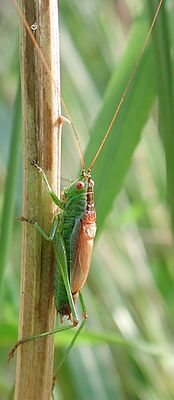 Мечник короткокрылый (Conocephalus dorsalis)