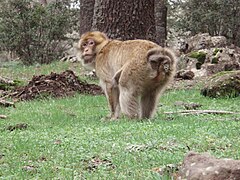 Le macaque berbère possède une queue relictuelle et certaines femelles, après des périodes de gonflements œstraux n'ont plus de queue.