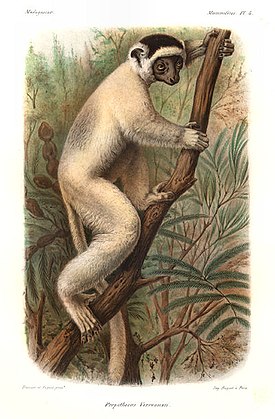 Lakkisifaka (Propithecus verreauxi)