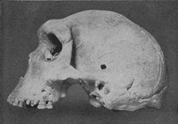 černobílá fotografie lebky člověka rhodéského (Homo rhodesiensis)