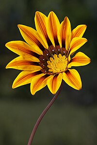 Gazania rigens var. rigens, by JJ Harrison