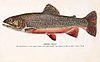 Brook trout