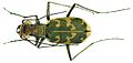 Песчаный скакун (Cicindela arenaria)