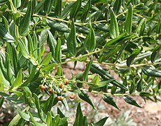 Coriaria myrtifolia