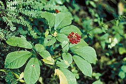 Panax quinquefolius