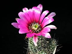 Cvet kaktusa