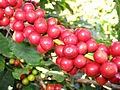 Früchten faan Coffea arabica