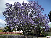 Tree in flower in Whakatāne, New Zealand