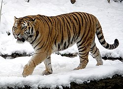 Амурський тигр