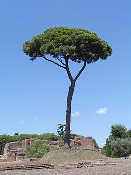 Mandulafenyő Rómában