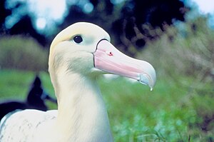 mallongvosta albatroso (Phoebastria albatrus)