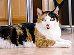 Calico cat