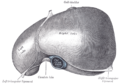 Vista frontal do fígado humano