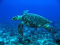 Hawksbill sea turtle