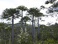 Čilinė araukarija (Araucaria araucana)