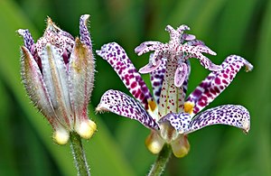 ホトトギスの花