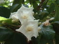 Cordia superba