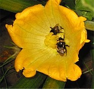 Female flower of zucchini