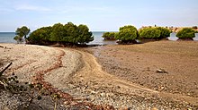 Mudflats and mangroves at Kampungbaru, Ulmera, near Tibar Bay, East Timor, in 2018