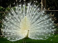 Leucistic Indian peacock (Pavo cristatus)